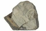 Ampyx Linleyensis Trilobite - Shropshire, England #196666-1